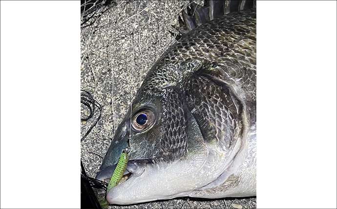 チニングに向いている釣り場はどこ？　重点的に狙うべきポイントも解説