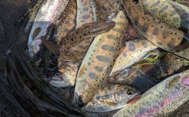 初心者向け渓流釣り装備まとめ　必須アイテムと選び方をわかりやすく紹介