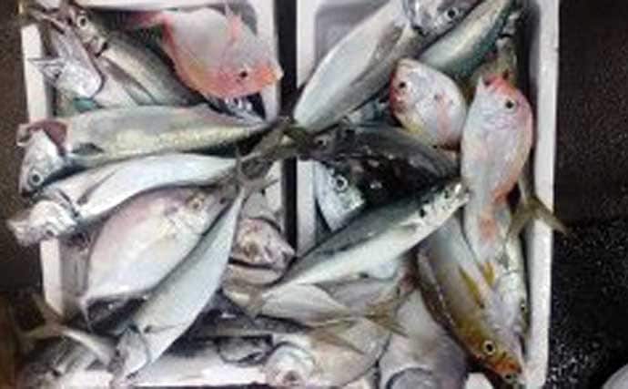 【沖釣り釣果速報】浦島礁のジャンボメダイ船が好調！船中12匹の好実績（福井）