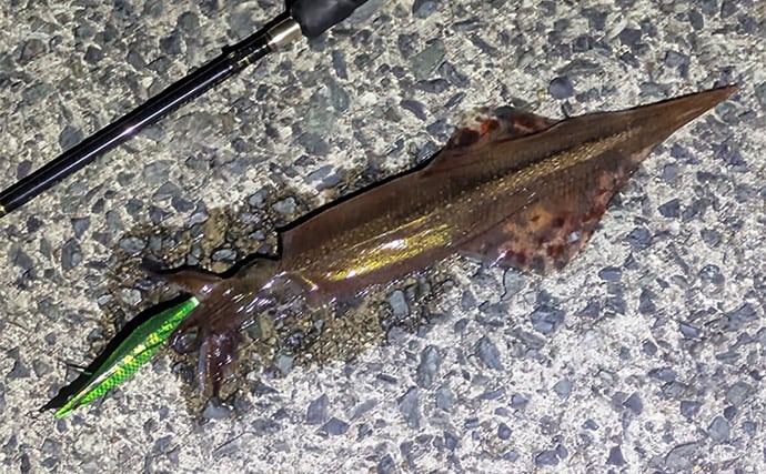 「集魚灯って効果あるの？」 堤防ヤリイカエギングで本命＆コウイカ手中【京都】