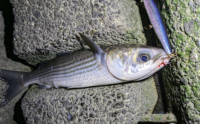 本命シーバスと勘違いしがちなゲストたち　ウナギにサメもルアーにヒットする？