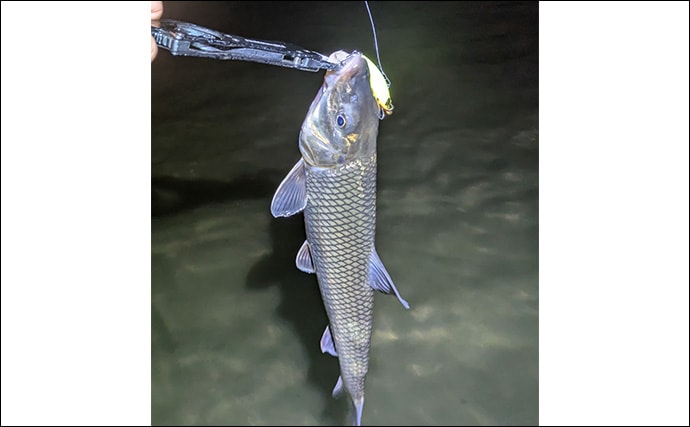 本命シーバスと勘違いしがちなゲストたち　ウナギにサメもルアーにヒットする？