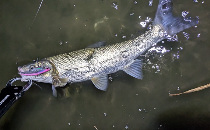 本命シーバスと勘違いしがちなゲストたち　ウナギにサメもルアーにヒットする？