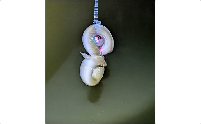 本命シーバスと勘違いしがちなゲストたち　ウナギにサメもルアーにヒットする？