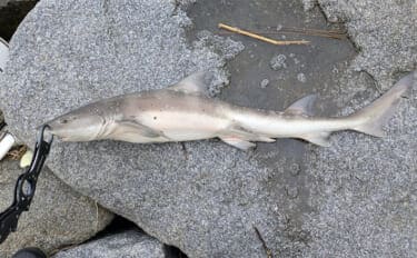 本命シーバスと勘違いしがちなゲストたち ウナギにサメもルアーにヒットする?