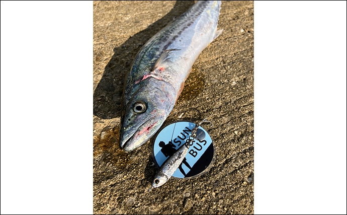 「秋の青物シーズンが本番突入!」大阪南港魚つり園でのショアジギングでサゴシ連発!