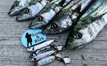 「秋の青物シーズンが本番突入!」大阪南港魚つり園でのショアジギングでサゴシ連発!