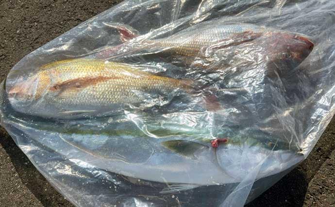 「春のノッコミシーズン間近！」タイジギング＆タイラバで良型マダイが好反応【新潟】