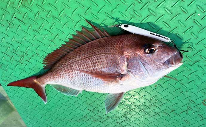 「春のノッコミシーズン間近！」タイジギング＆タイラバで良型マダイが好反応【新潟】