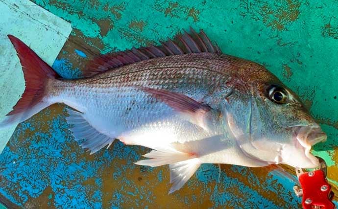 「春のノッコミシーズン間近！」タイジギング＆タイラバで良型マダイが好反応【新潟】