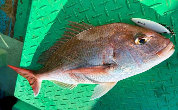 「春のノッコミシーズン間近！」タイジギング＆タイラバで良型マダイが好反応【新潟】