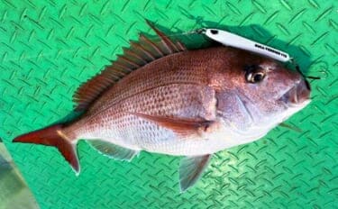 「春のノッコミシーズン間近！」タイジギング＆タイラバで良型マダイが好反応【新潟】