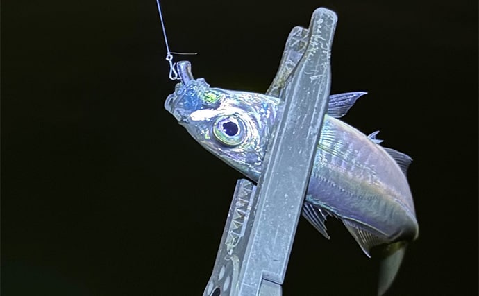 アジング＆メバリングにおける【パイロットリグの考え方と誘い方】