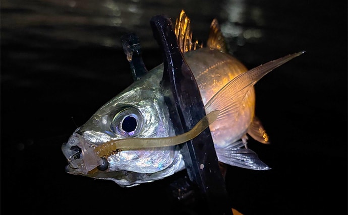 アジング＆メバリングにおける【パイロットリグの考え方と誘い方】