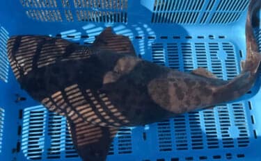 陸に揚げても7日間生きるという『ナヌカザメ』を食べてみた　味はまるでスルメイカ？