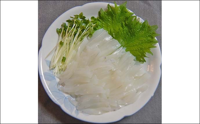 シーズン初期の伊勢湾でコウイカ釣り好調【愛知・南知多】3連続ヒット含め6匹キャッチ