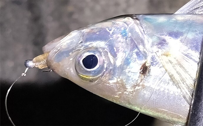 「針のカエシは釣りには不要！」 バーブレスフックの圧倒的なメリットとは？