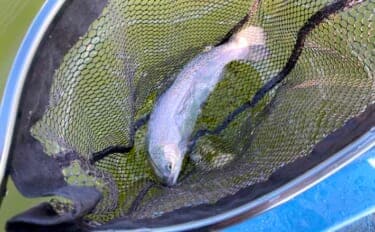 「しらこばと水上公園」でのプールフィッシングでニジマス12匹　重めのフライが的中