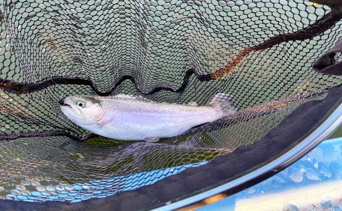 「しらこばと水上公園」でのプールフィッシングでニジマス12匹　重めのフライが的中