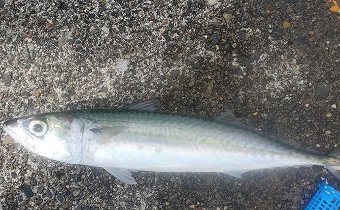 『直江津港第三東防波堤』の遠投サビキ釣りで37cm大アジ釣れた！ワカシも回遊中