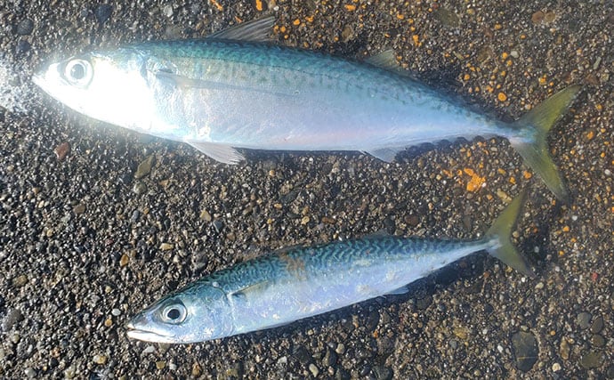 『直江津港第三東防波堤』の遠投サビキ釣りで37cm大アジ釣れた！ワカシも回遊中