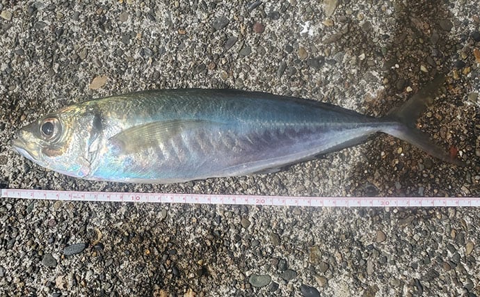 『直江津港第三東防波堤』の遠投サビキ釣りで37cm大アジ釣れた！ワカシも回遊中