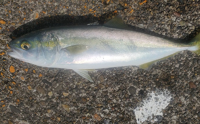 『直江津港第三東防波堤』の遠投サビキ釣りで37cm大アジ釣れた！ワカシも回遊中