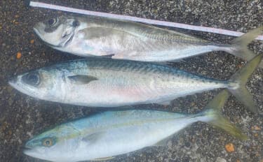 『直江津港第三東防波堤』の遠投サビキ釣りで37cm大アジ釣れた!ワカシも回遊中