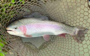 難関管理釣り場をフライフィッシングで攻略！『鹿島槍ガーデン』で55cm筆頭に良型トラウト30尾