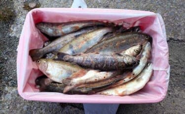 櫛田川での渓流釣りで24cm頭に良型アマゴ連発【三重】エサ・ルアー共にヒット