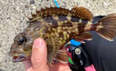 穴釣りは「風・潮位・潮回り」の海況チェックが大事なワケとは？　安全＆釣果に影響大