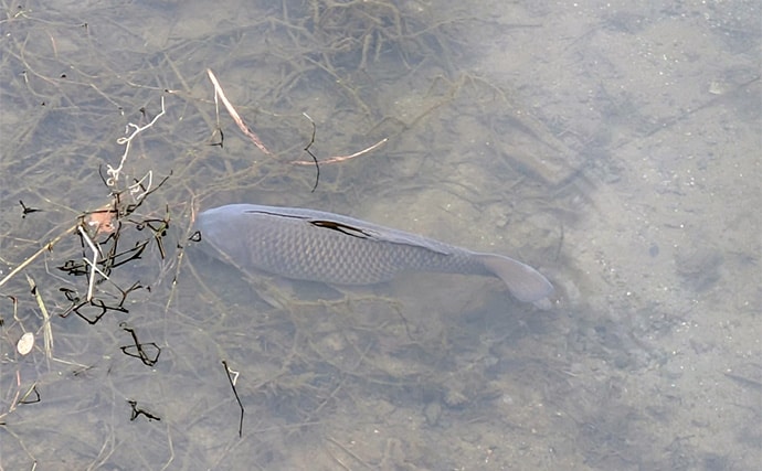 減水水路のタナゴ釣りで50匹超え達成【京都】 岸際の浅場を極小仕掛けで攻略