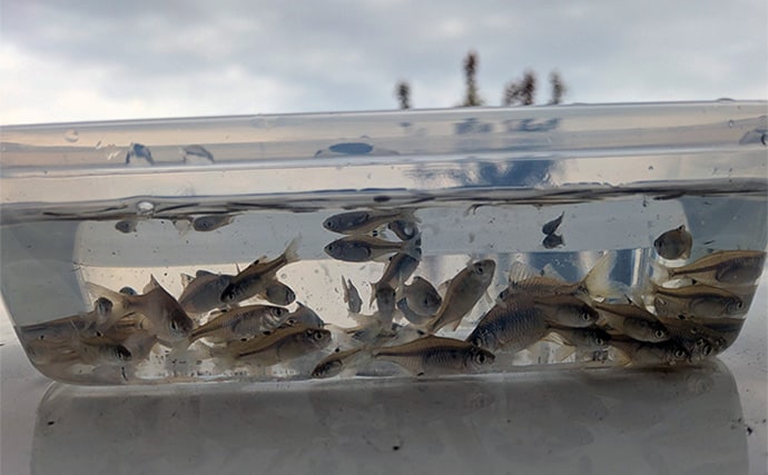 減水水路のタナゴ釣りで50匹超え達成【京都】 岸際の浅場を極小仕掛けで攻略