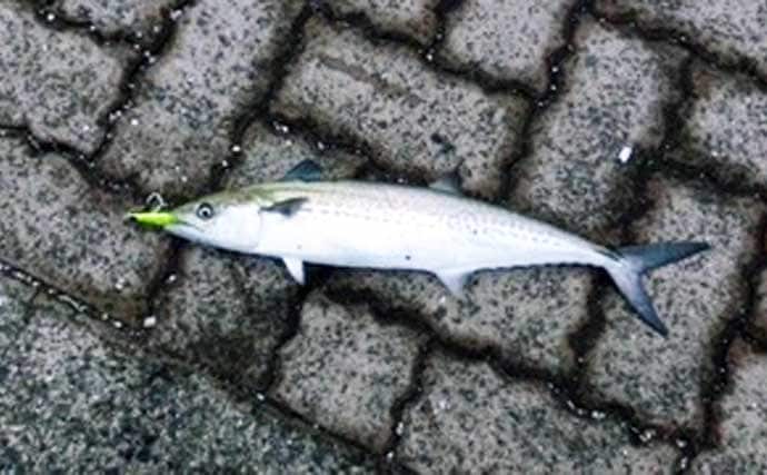 鞠山海遊パークでのショアジギングで48cmサゴシ（サワラ）釣れた！【福井】