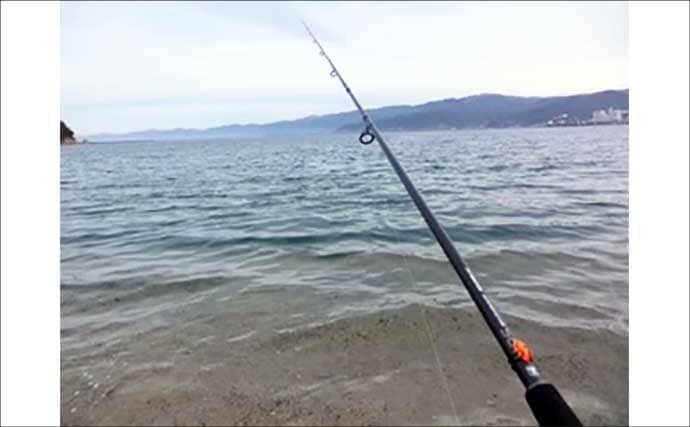 鞠山海遊パークでのショアジギングで48cmサゴシ（サワラ）釣れた！【福井】