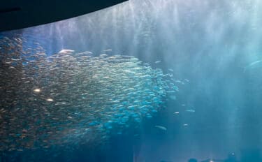 「自宅で魚を飼い始めたい！」 家族に理解してもらうための説明手順と方法とは？