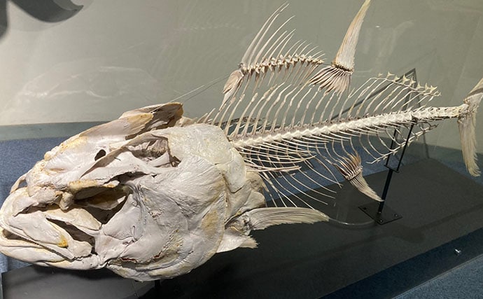 「自宅で魚を飼い始めたい！」 家族に理解してもらうための説明手順と方法とは？