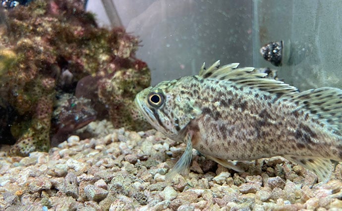 「自宅で魚を飼い始めたい！」 家族に理解してもらうための説明手順と方法とは？