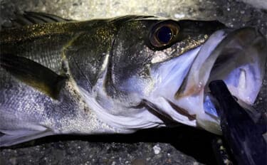 陸っぱりメバリングで60cm級シーバスがヒット【大阪・泉大津】メバルにはまだ水温高めか