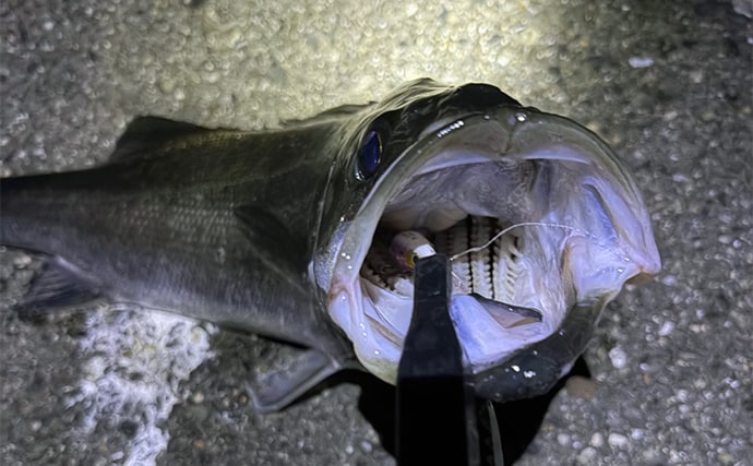 陸っぱりメバリングで60cm級シーバスがヒット【大阪・泉大津】メバルにはまだ水温高めか