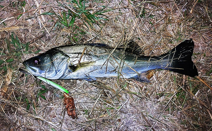 バチ抜けが発生しやすい場所（河川）3選　シーバス用オススメルアーも紹介