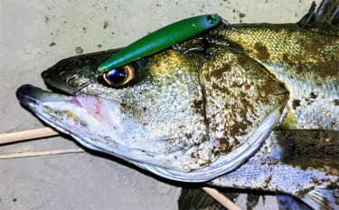 バチ抜けが発生しやすい場所(河川)3選 シーバス用オススメルアーも紹介