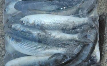 サビキ釣りでボラ40匹の爆釣！【愛知・碧南海釣り広場】排水機周りが好ポイント