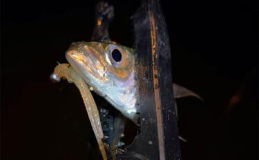 垂水漁港でのアジング釣行でアジのツ抜け達成【兵庫】時合いはわずか10分ほど