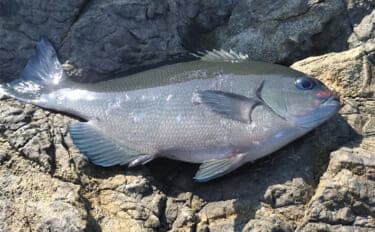 地磯でのフカセ釣りで寒グレ（メジナ）を狙う【和歌山】エサ取りのタカベに苦戦