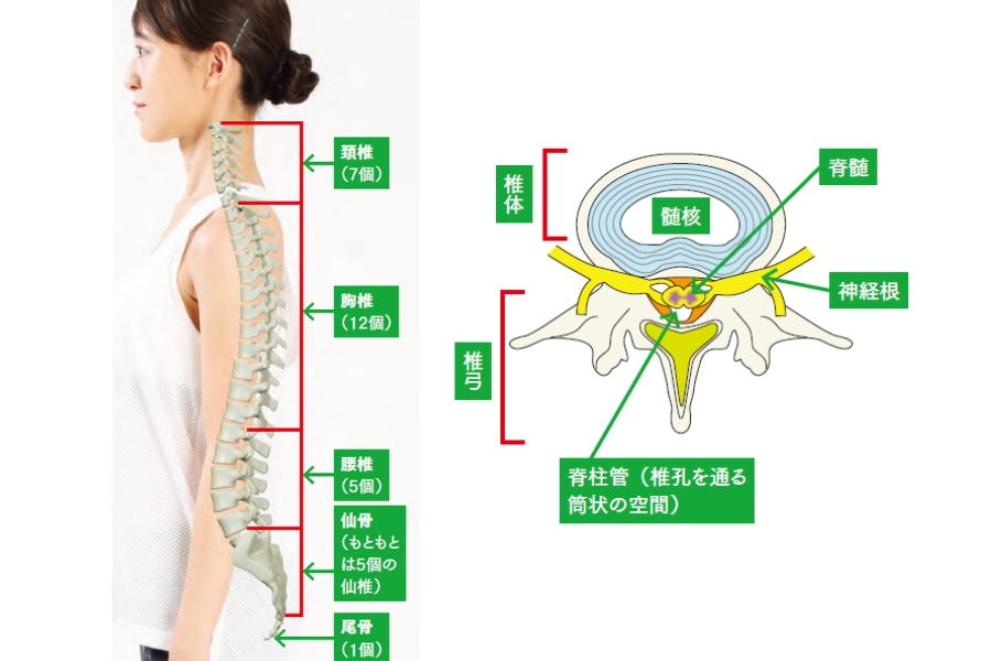 背骨の仕組み