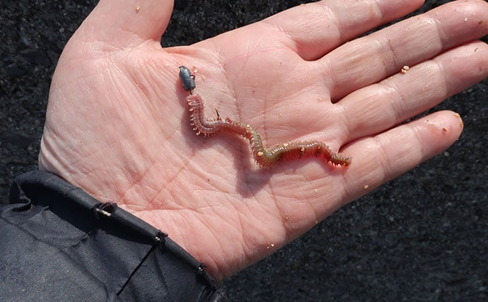 最終盤のハゼ釣りで22cm筆頭に「ヒネハゼ」5匹！　干潟エリアでヒット