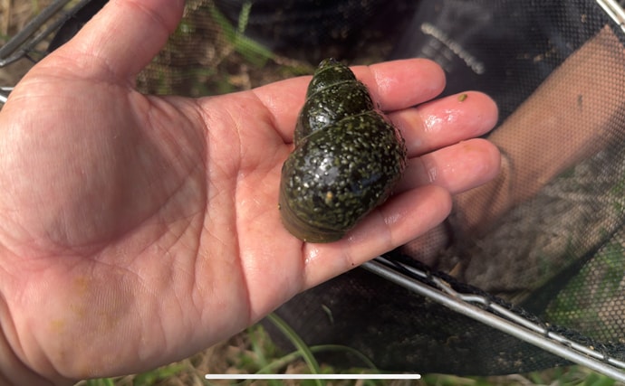 「間違えないで!」 在来種の『オオタニシ』は外来生物『ジャンボタニシ』よりずっと美味
