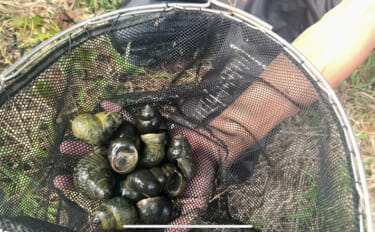 「間違えないで！」 在来種の『オオタニシ』は外来生物『ジャンボタニシ』よりずっと美味