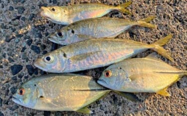 弘漁港の朝マヅメアジングで33cmの尺サイズ登場!【福岡】サバ乱舞の中で本命捕獲